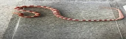 Corn Snake reptiles for sale: Baby Corn Snakes 🐍  - Advert 10