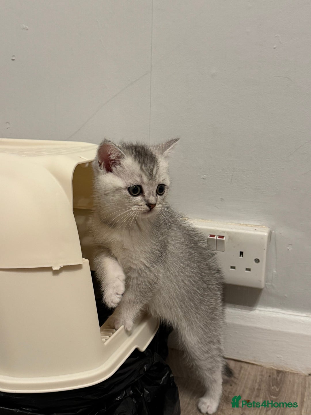 British Shorthair cats for sale: Playful and affectionate BSH Kitten - Advert 5