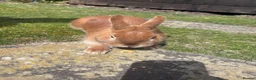 Mixed Breed rabbits for sale: 2 beautiful rabbits  in Portsmouth - Advert 4