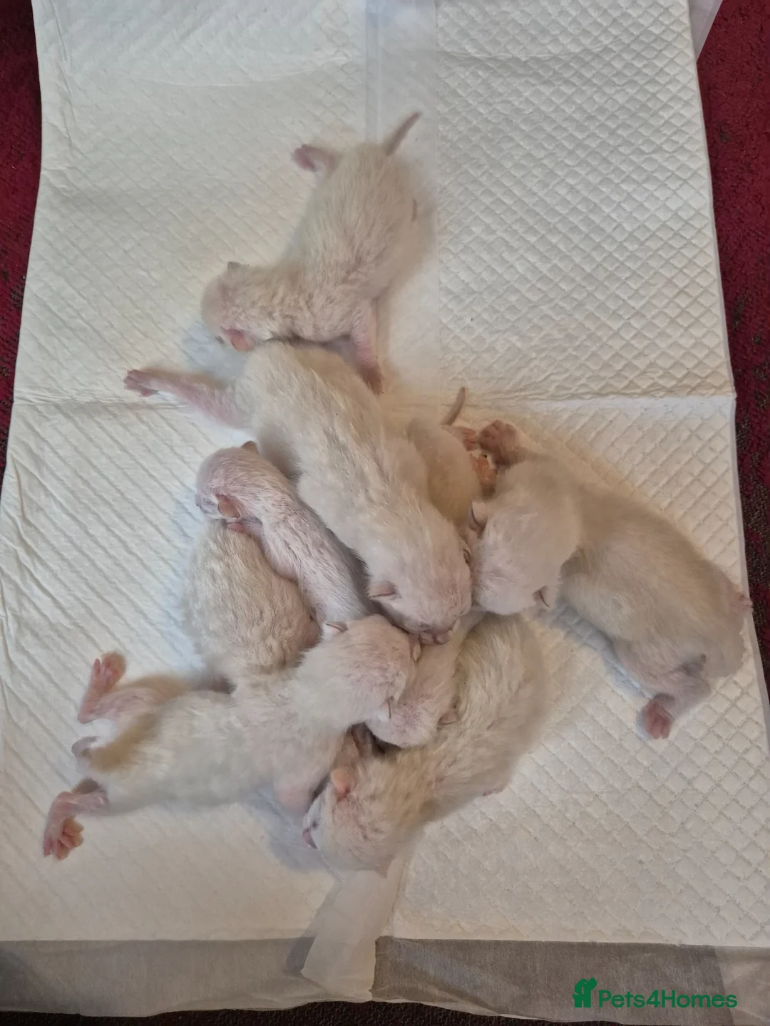 Mixed Breed cats for sale: British Blue Bengal Mixed - Advert 5