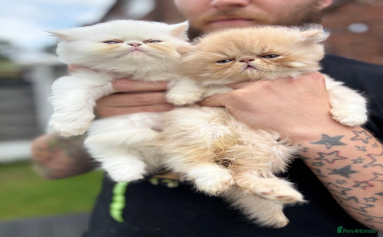 Persian cats - Advert 1