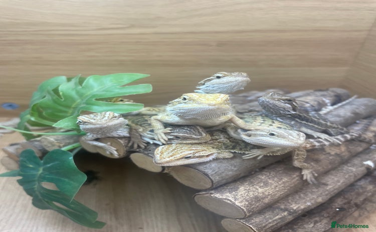 Bearded Dragon reptiles - Advert 1