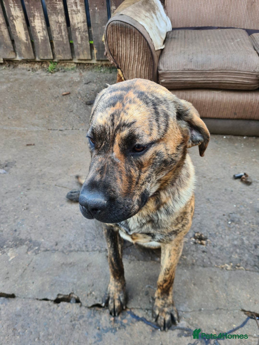 Mixed Breed dogs for sale: 9month old pup called Coco - Advert 4