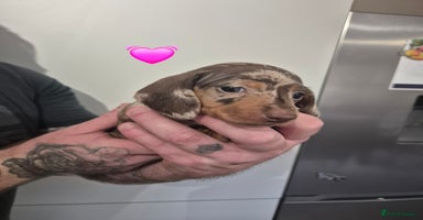 Miniature Dachshund dogs - Advert 5