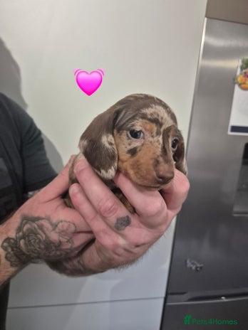 Miniature Dachshund dogs - Advert 8