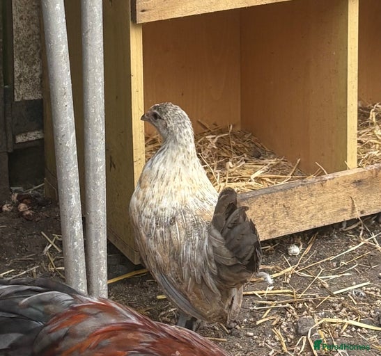 Gallery Image {{count}}