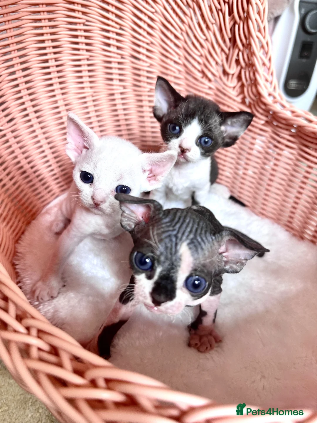 Devon Rex cats for sale: Very rare to see beautiful kittens  - Advert 2