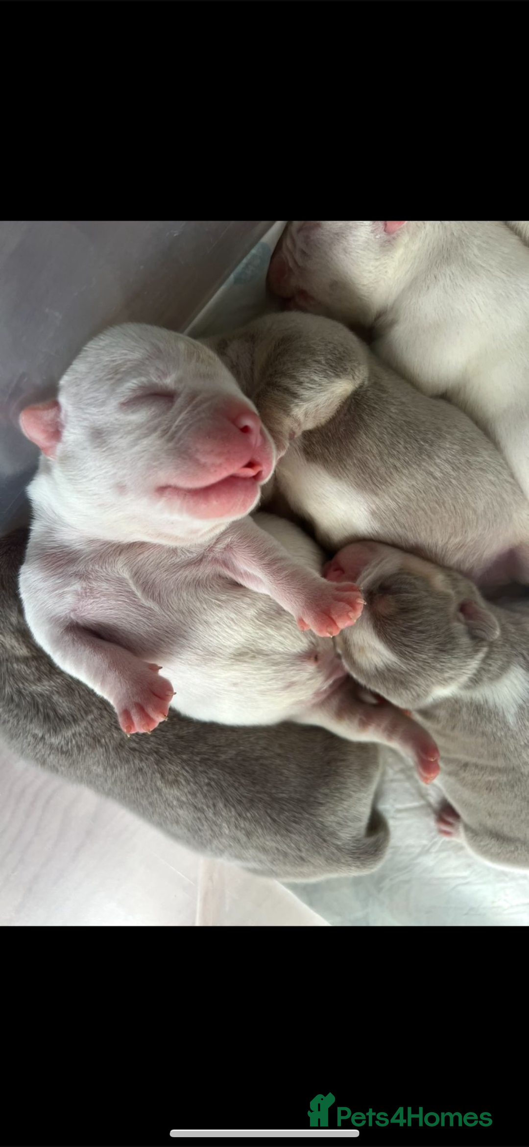 American Bully dogs for sale: Micro exotic bully’s  - Image 11