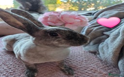 Rex rabbits for sale: 🐰🐰Beautiful baby mini rex 🐰🐰 - Advert 9
