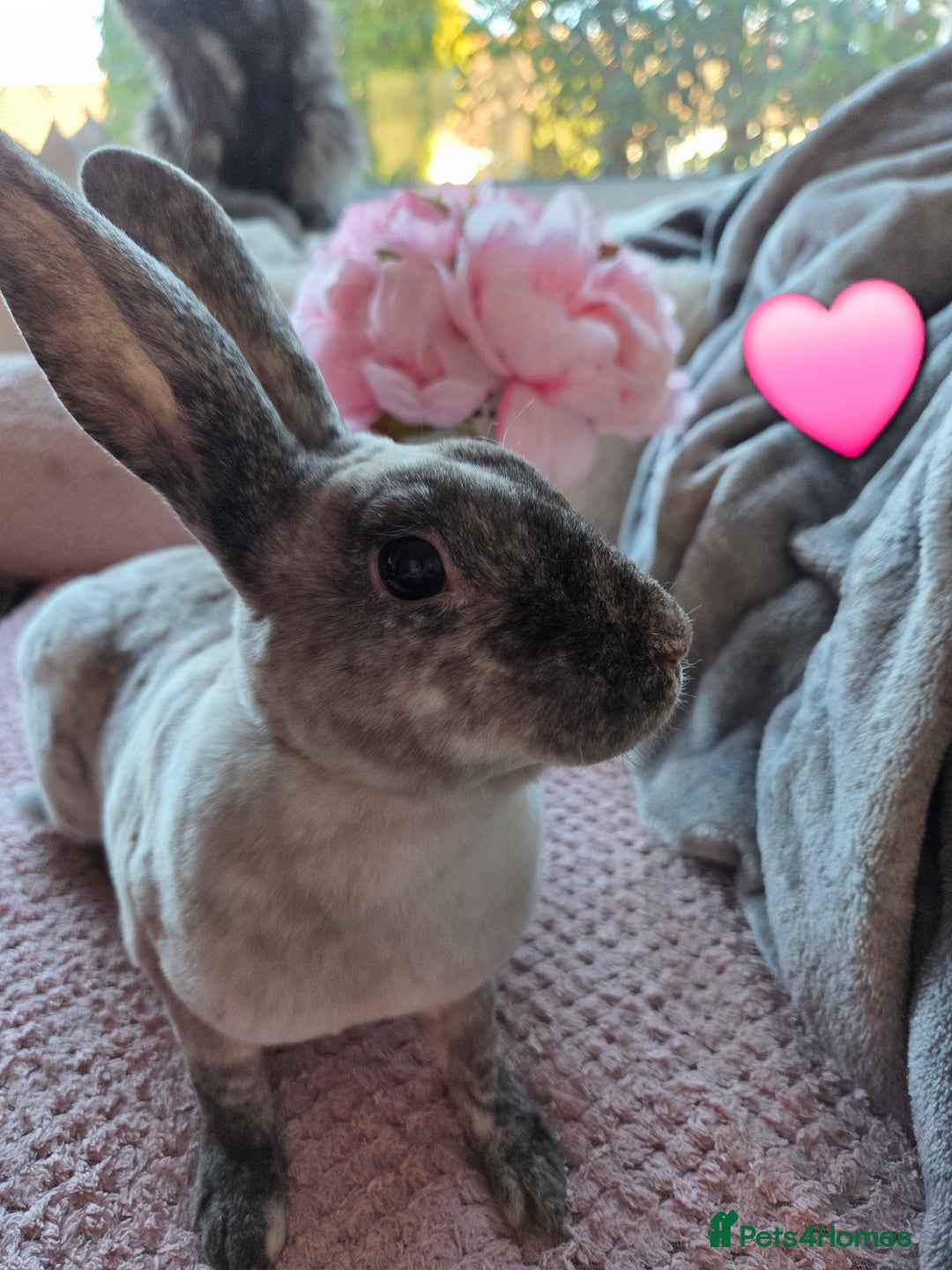 Rex rabbits for sale: 🐰🐰Beautiful baby mini rex 🐰🐰 - Advert 9