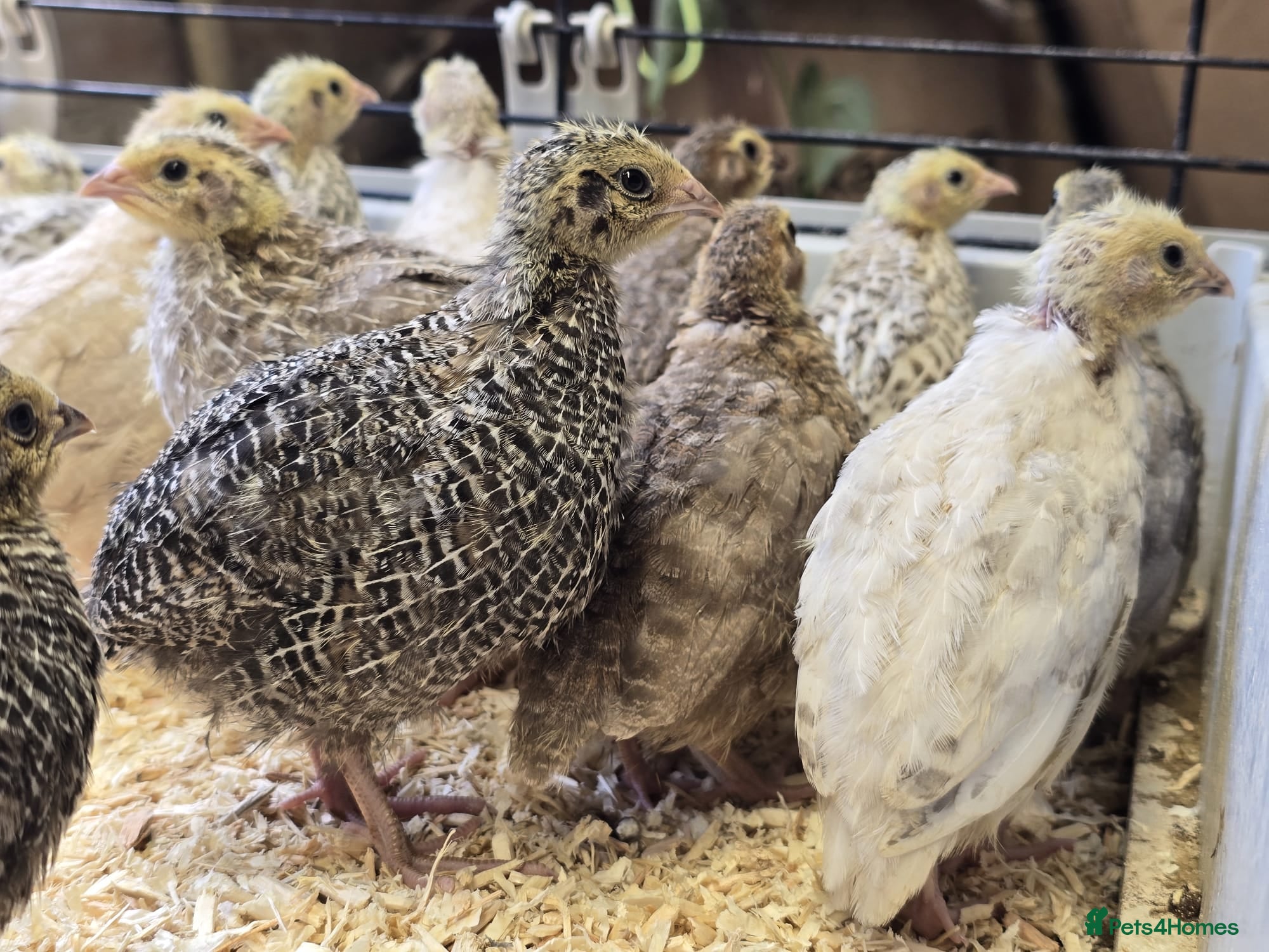 Quail poultry Coturnix (Japanese) Quail - Advert 1