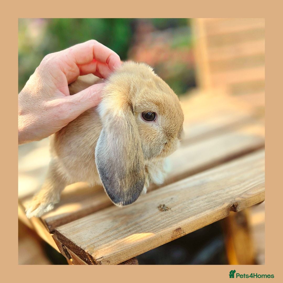 Mini Lop rabbits 🌻 Ready Now 🌻 Friendly Baby Mini Lop Buck 🌻 - Advert 6