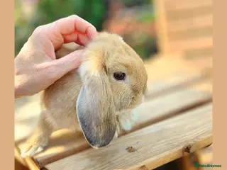 Mini Lop rabbits 🌻 Ready Now 🌻 Friendly Baby Mini Lop Buck 🌻 - Advert 10