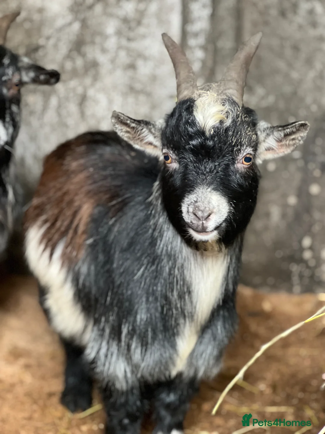 Goats livestock for sale: 2 goats for sale  in Stockport - Advert 1