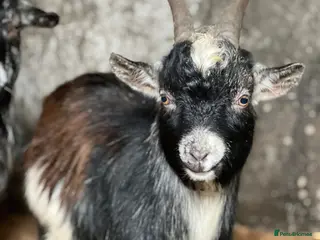 Goats livestock 2 goats for sale - Advert 3