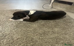 Mixed Breed dogs for sale: Free  - Image 2