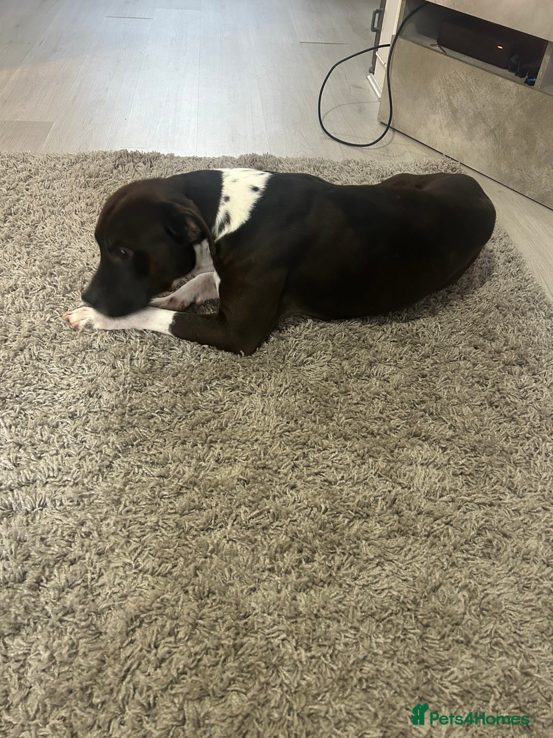 Mixed Breed dogs for sale: Free  - Image 2