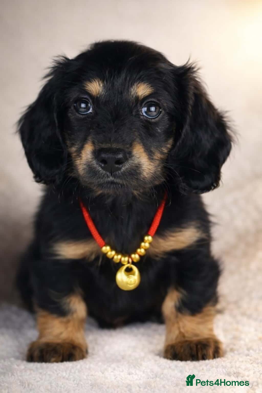 Miniature Dachshund dogs Long haired Miniature Dachshunds - BLACK & CREAM  - Advert 2