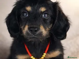 Miniature Dachshund dogs Long haired Miniature Dachshunds - BLACK & CREAM - Advert 1