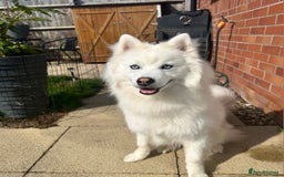 Siberian Husky dogs for sale: Perfect Mini Husky puppies - Image 15