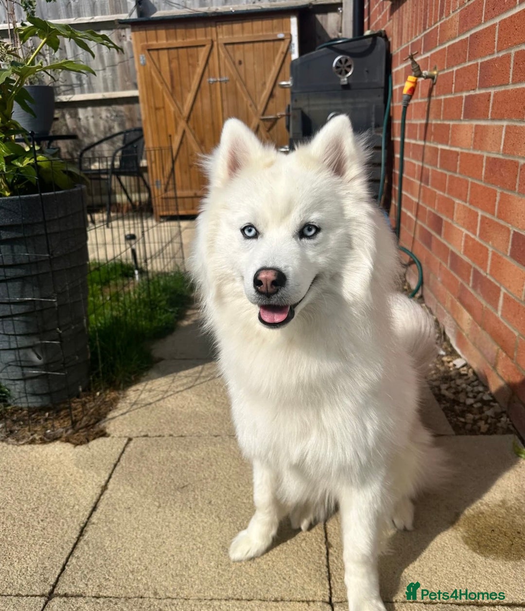 Siberian Husky dogs for sale: Perfect Mini Husky puppies - Image 15