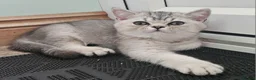 British Shorthair cats for sale: READY NOW GCCF Registered Kittens For Sale - Advert 7