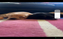 Labrador Retriever dogs for sale: Labrador puppies 1 red girl 1 black boy  - Image 6