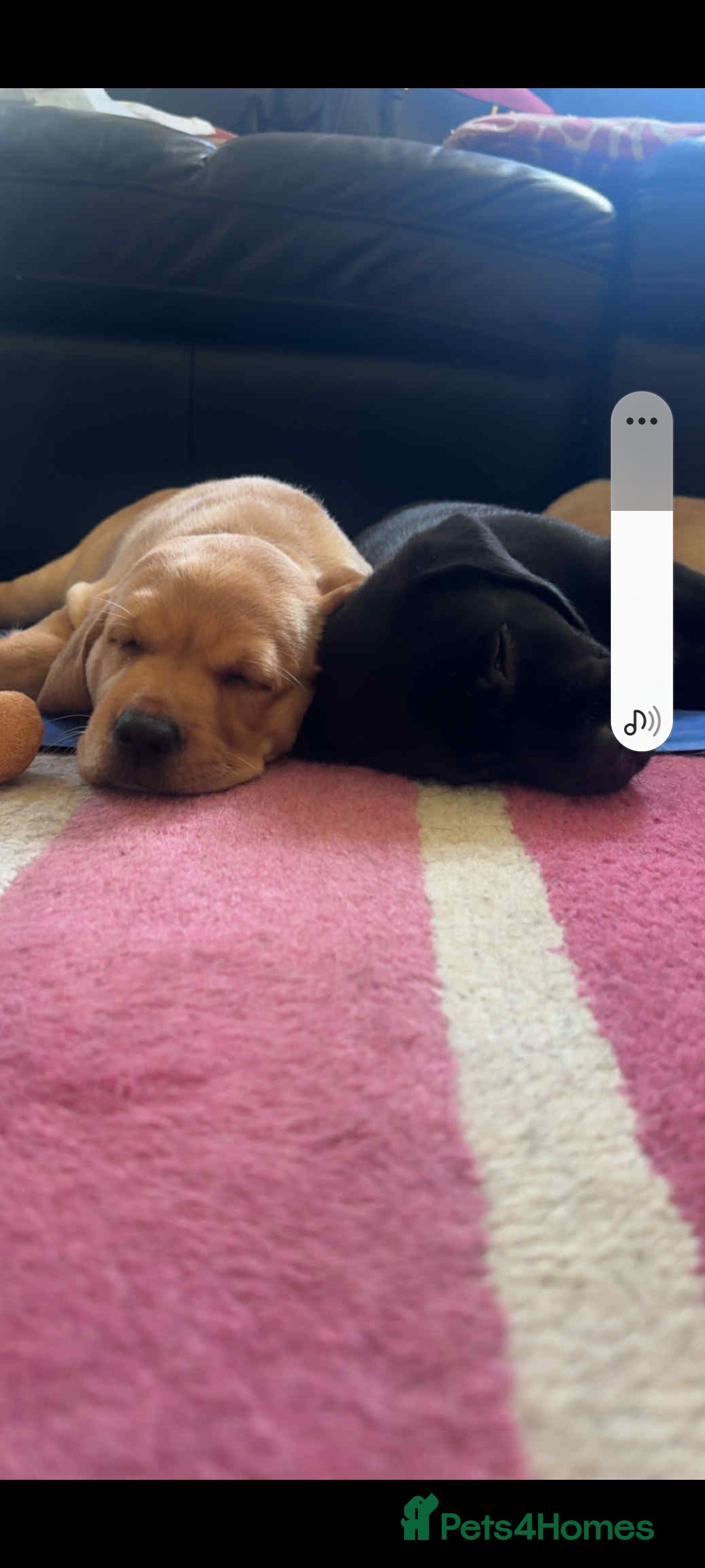 Labrador Retriever dogs for sale: Labrador puppies 1 red girl 1 black boy  - Image 6