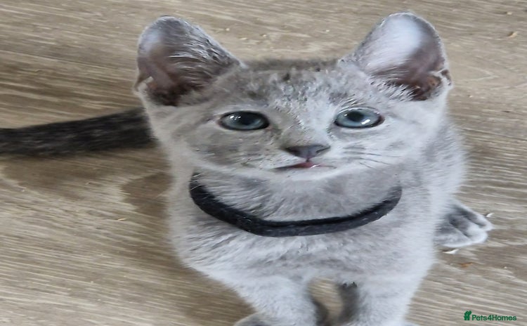 Russian Blue cats - Advert 2