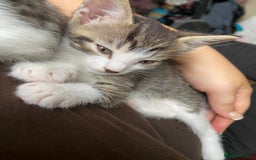 Mixed Breed cats for sale: Beautiful white tabby kittens. - Image 4