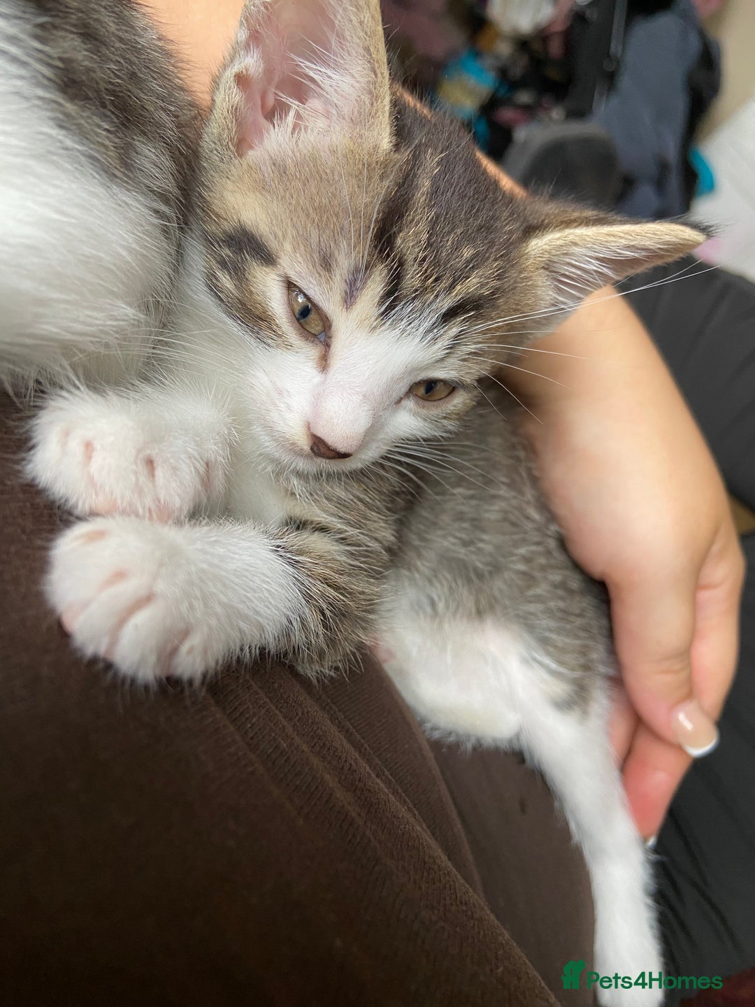 Mixed Breed cats for sale: Beautiful white tabby kittens. - Image 4