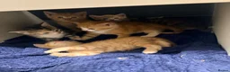 Maine Coon cats for sale: Mainecoon cross kittens - Advert 19