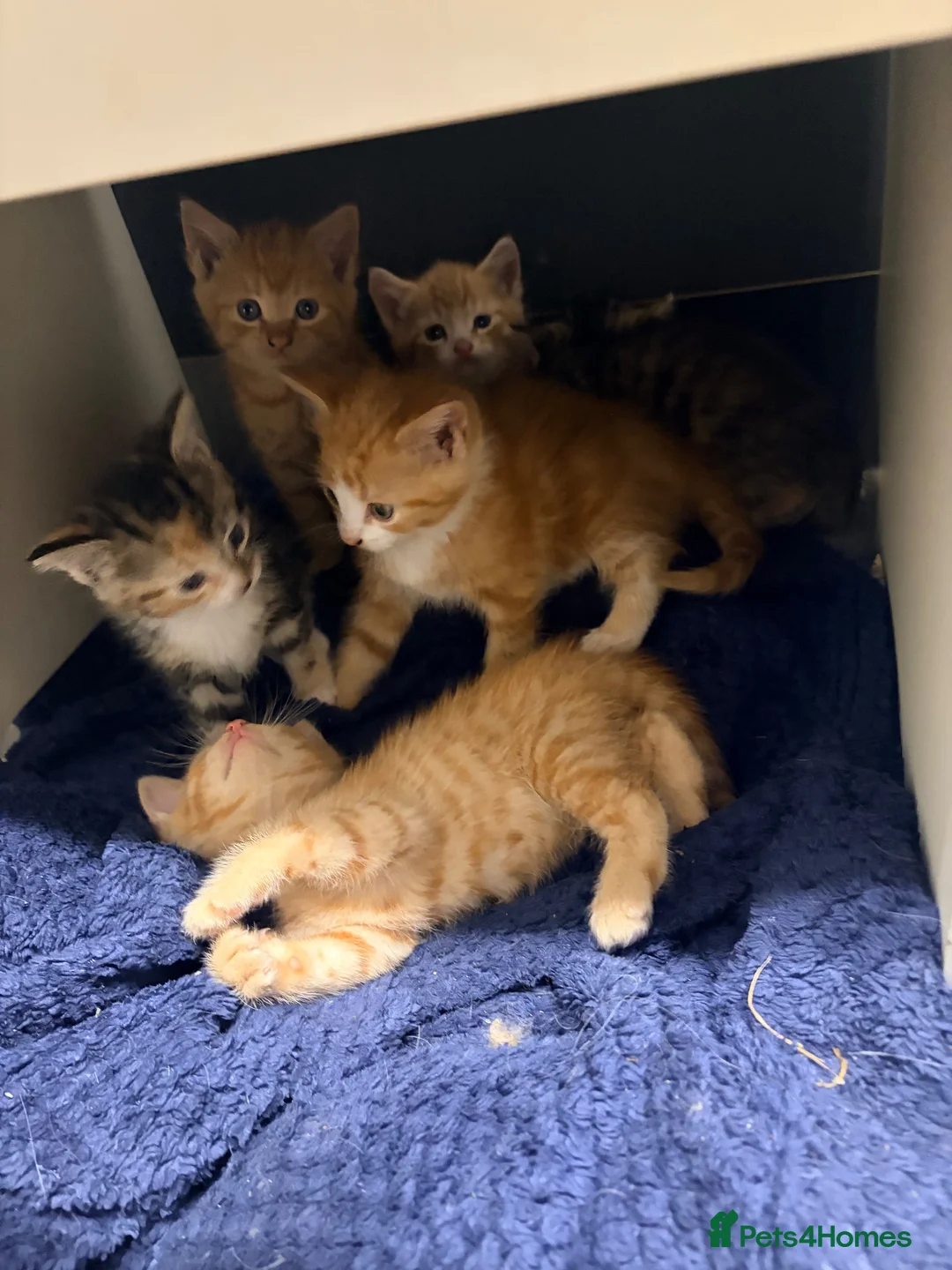 Maine Coon cats for sale: Mainecoon cross kittens - Advert 19