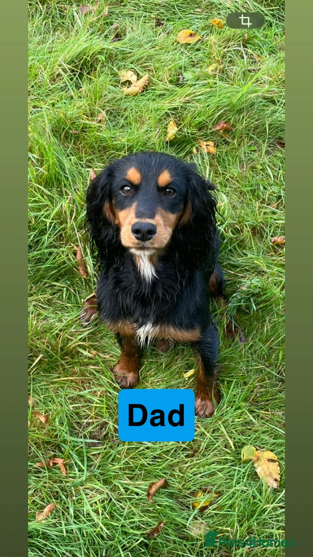 Cocker Spaniel dogs for sale: Kc Reg,health clear, working type cocker spaniel - Advert 9