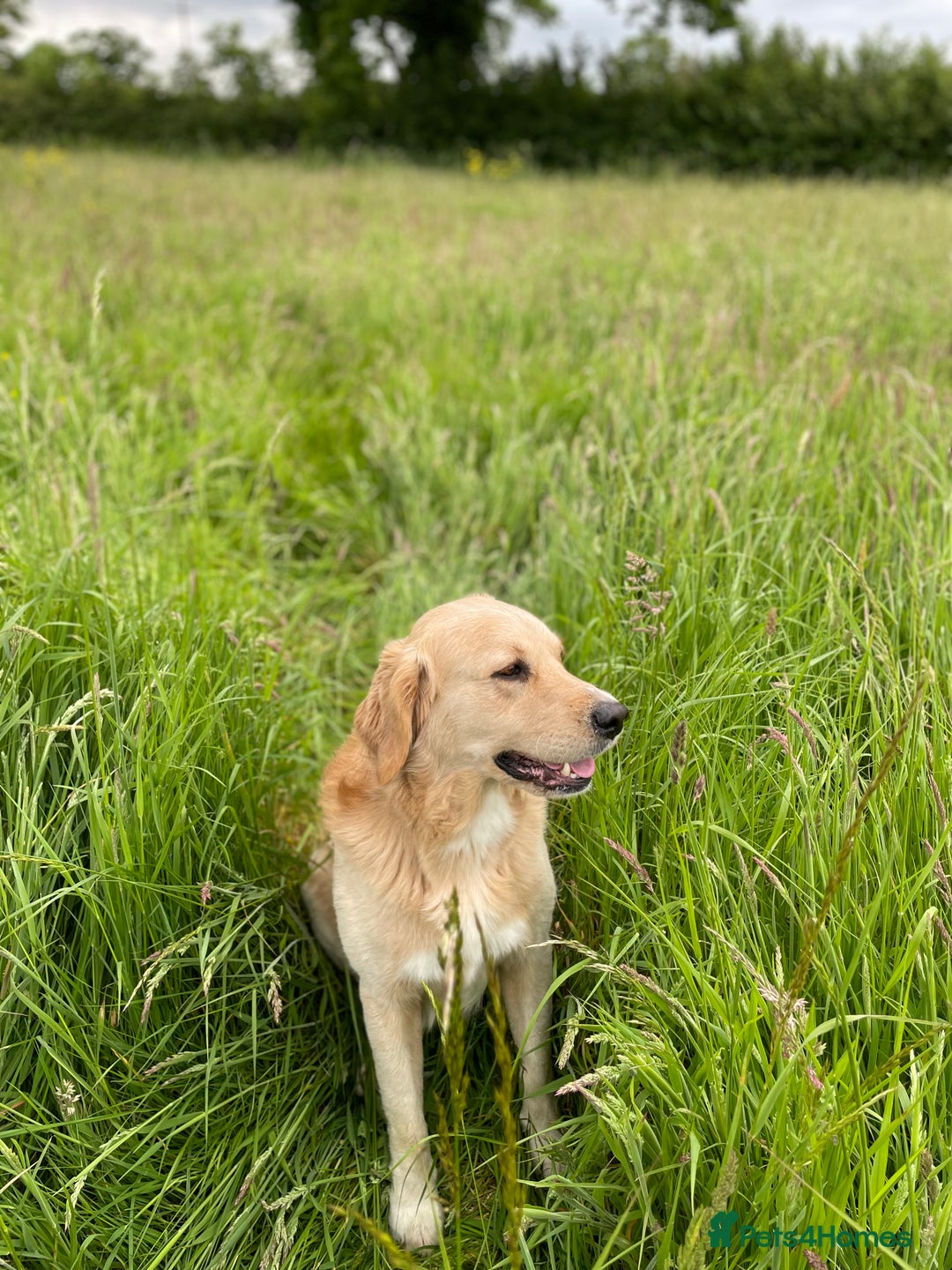 Cockerdor dogs for sale: Labrador x spaniels  - Image 5