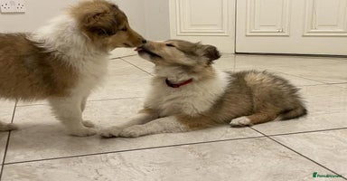 Rough Collie dogs - Advert 6