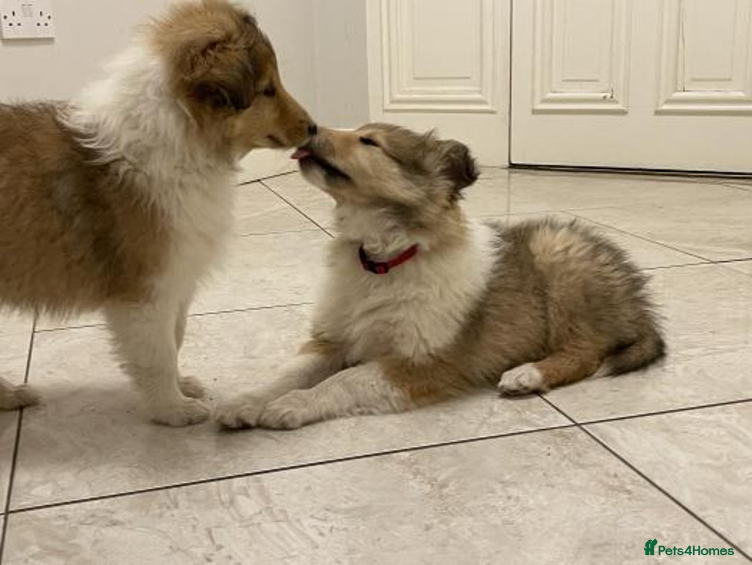 Rough Collie dogs for sale: STUNNING HEALTH CHECKED ROUGH COLLIES - Image 3