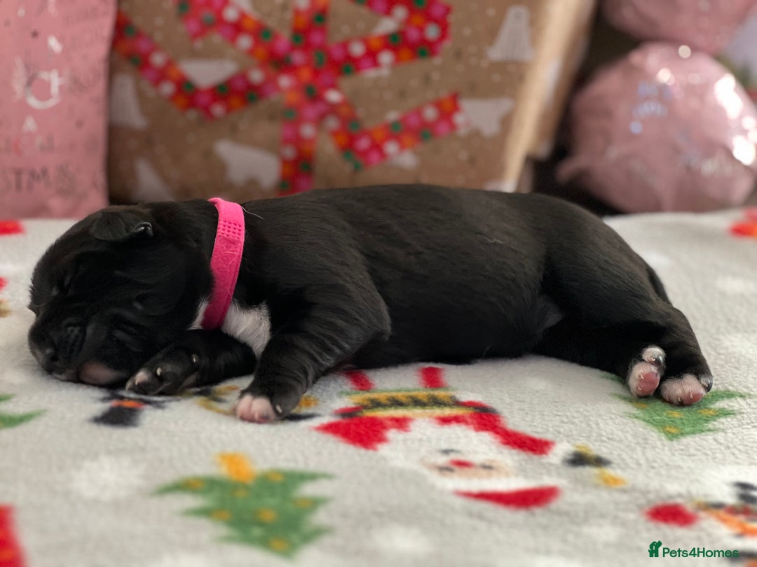 Mixed Breed dogs for sale: English Springer Spaniel X Husky (Spruskys)  - Advert 4