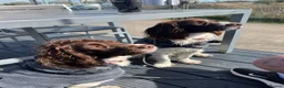 English Springer Spaniel dogs for sale: KC Registered English Springer Spaniel Puppies - Advert 26