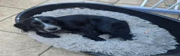 Cocker Spaniel dogs for sale: Beautiful Bow  - Advert 6