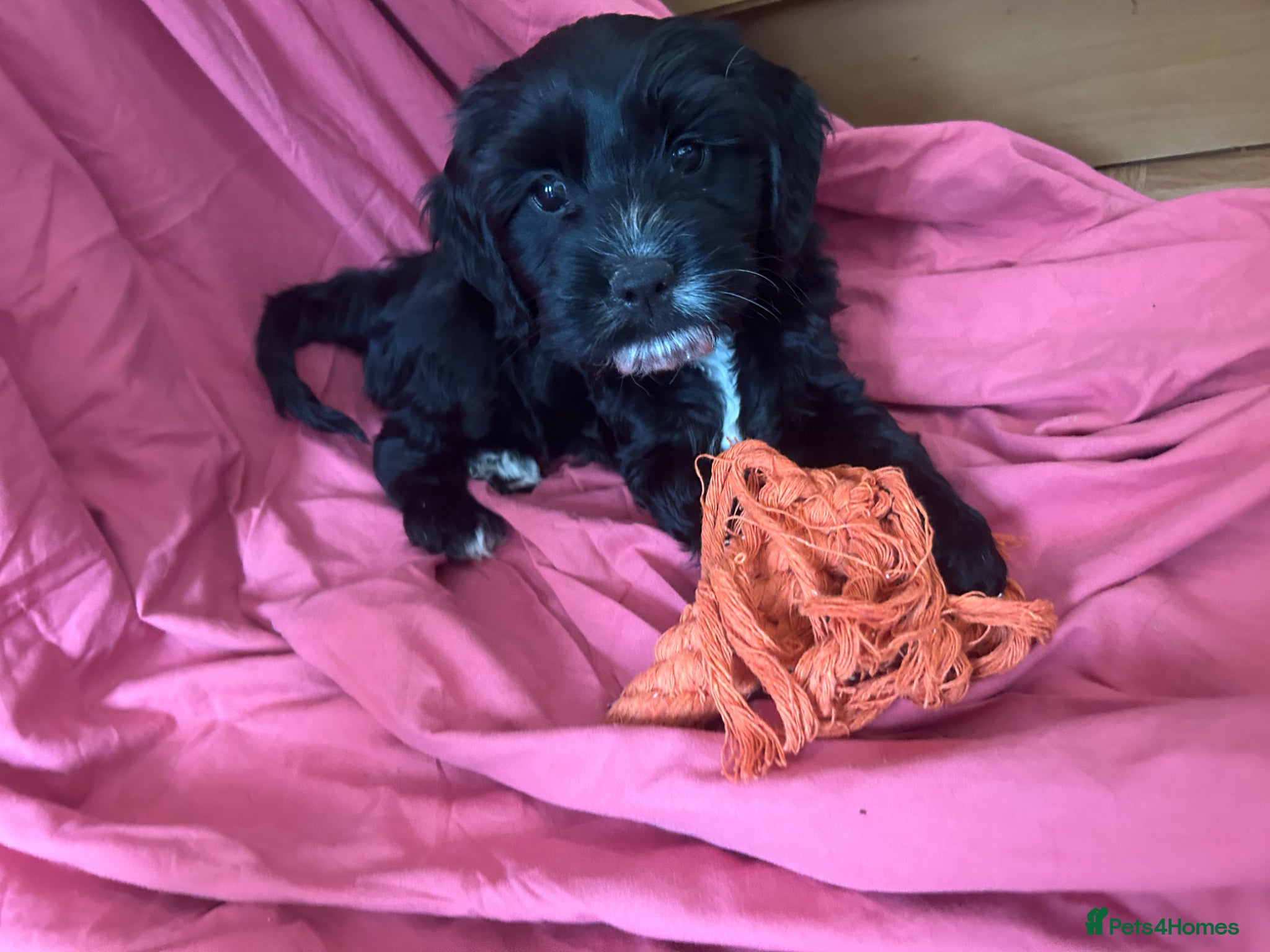 Mixed Breed dogs 2 left!! 4 gorgeous corkiepoo puppies for sale!! - Advert 5