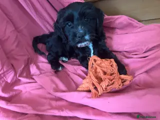 Mixed Breed dogs 2 left!! 4 gorgeous corkiepoo puppies for sale!! - Advert 5