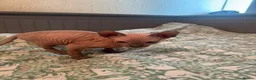 Sphynx cats for sale: Canadian sphynx kittens looking for home - Advert 25