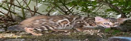 Bengal cats for sale: Show potential Bengal Boys - Advert 7