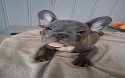 French Bulldog dogs for sale: 4 beautiful French Bulldog  - Advert 5
