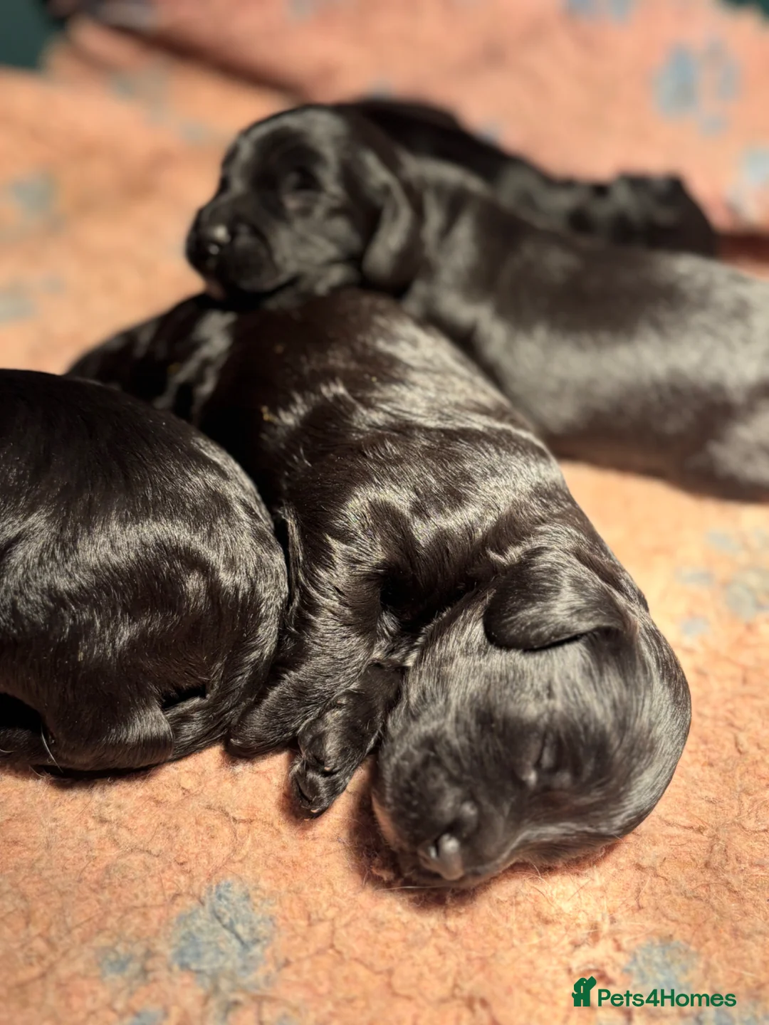 Sproodle dogs for sale: Gorgeous Sproodles - Advert 1