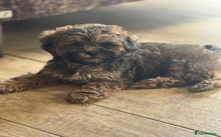 Shihpoo dogs - Advert 1
