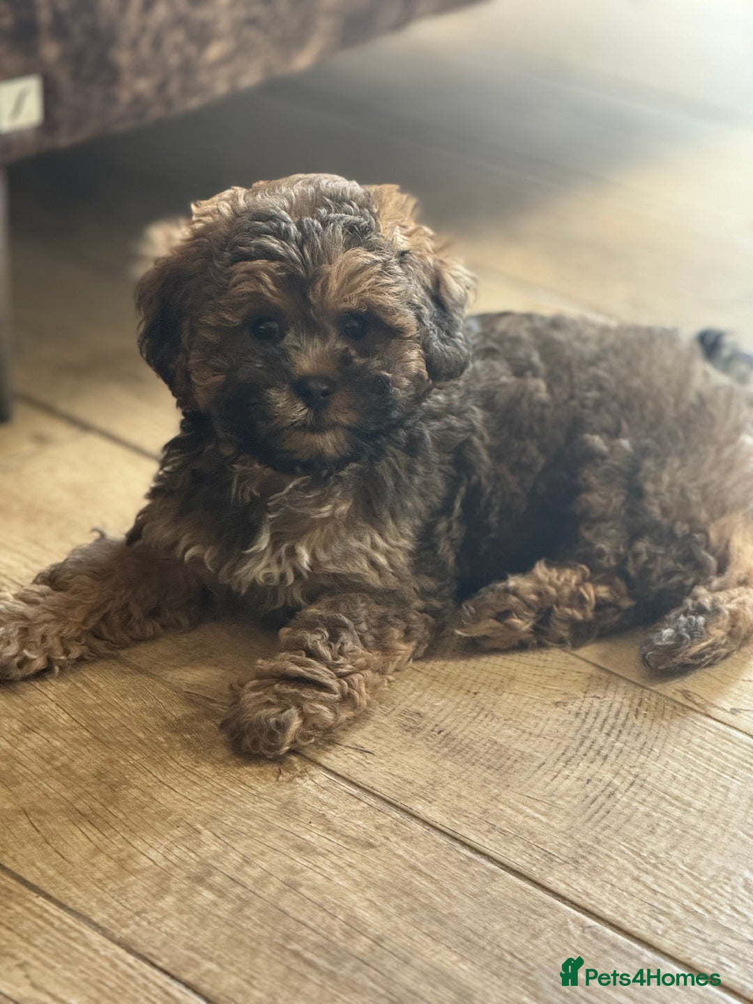 Shihpoo dogs for sale: Shihpoo puppies - Image 1