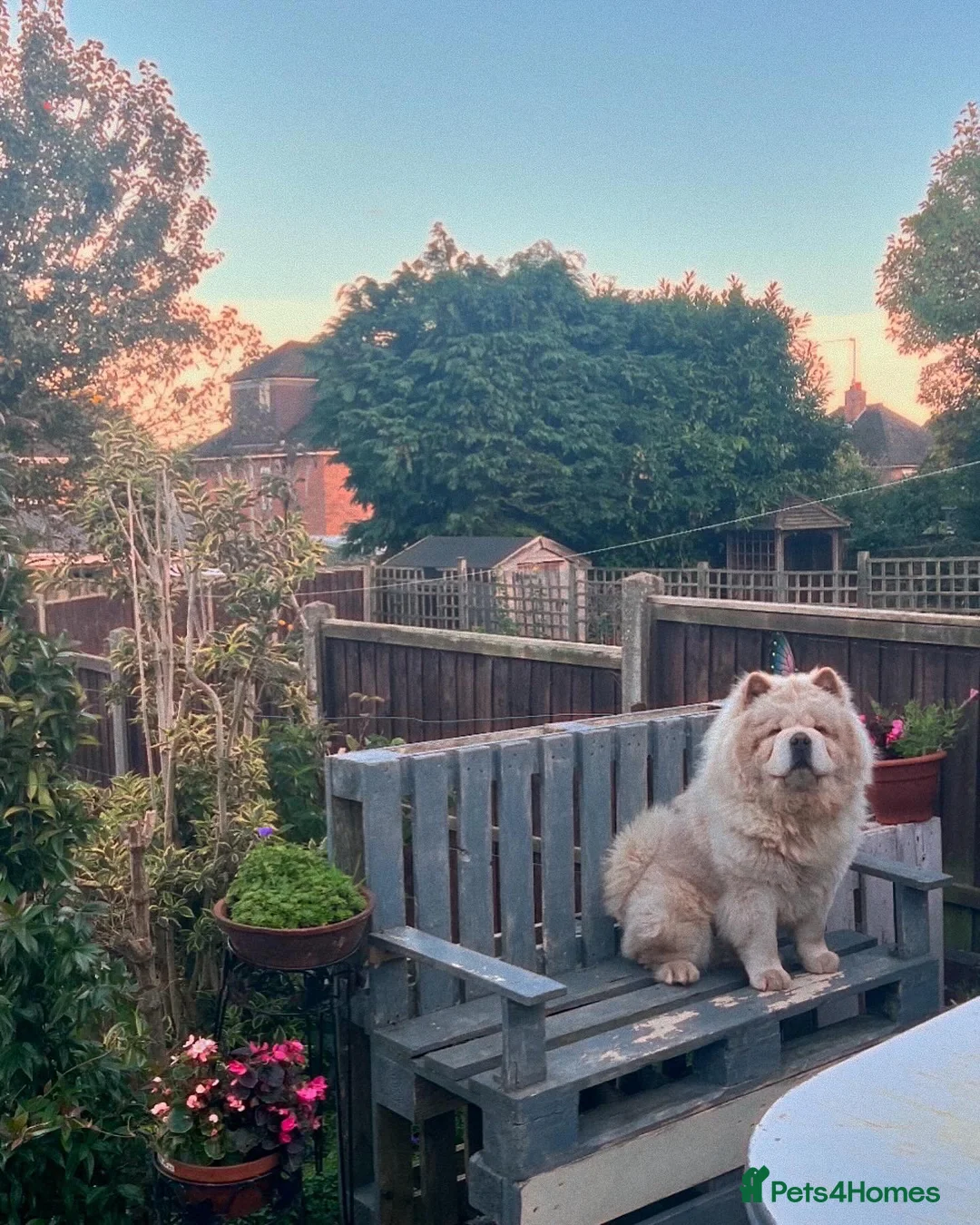 Chow Chow dogs for stud: Stunning KC Chow Chow for STUD  in Leicester - Advert 6