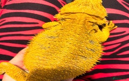 Bearded Dragon reptiles for sale: Female bearded dragon  - Image 1